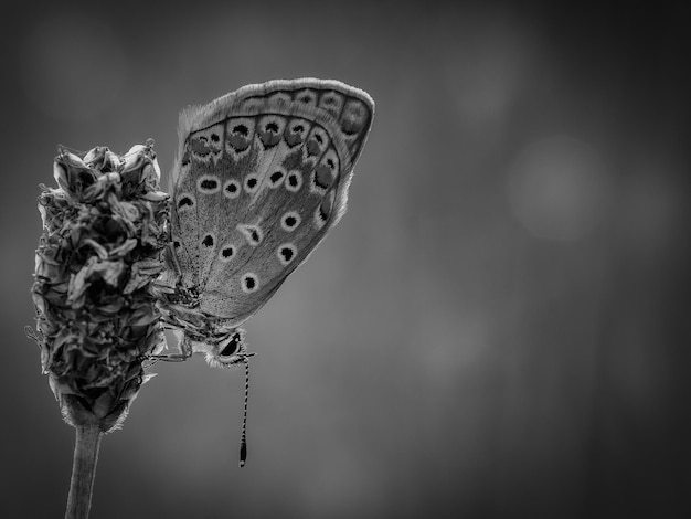 Foto prossimo piano di una farfalla su una foglia