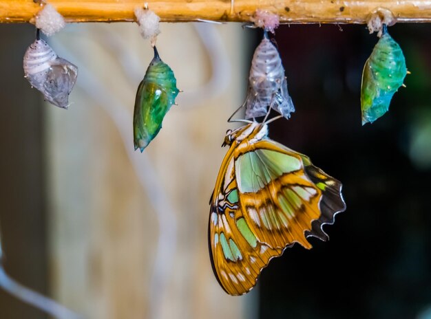 Photo close-up of butterfly on leaf