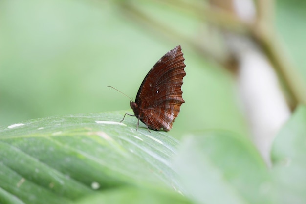 Photo close-up of butterfly on leaf