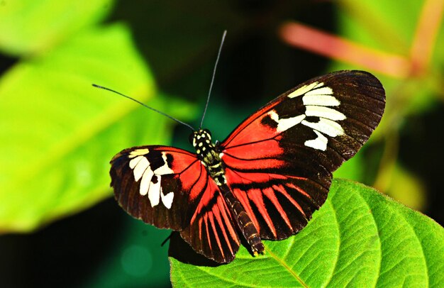 Close-up of butterfly on leaf