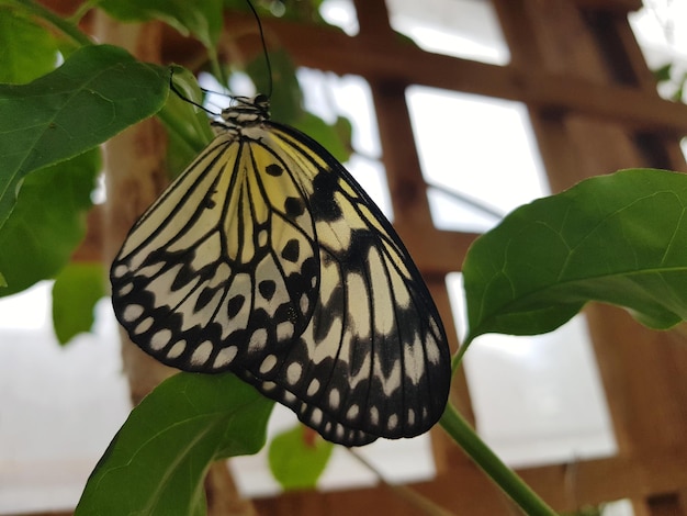 Close-up of butterfly on leaf