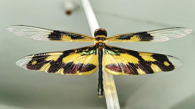 Photo close-up of butterfly on leaf