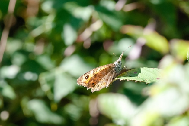 Foto prossimo piano di una farfalla sulla foglia