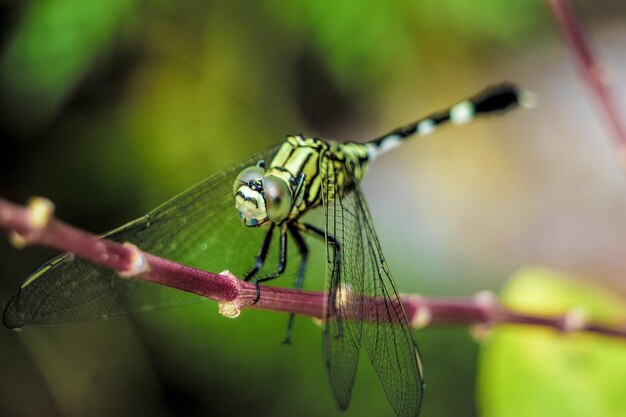 Close-up of butterfly on leaf