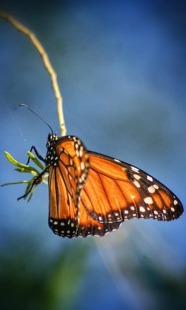 Close-up of butterfly on leaf