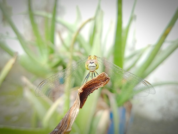 Photo close-up of butterfly on leaf