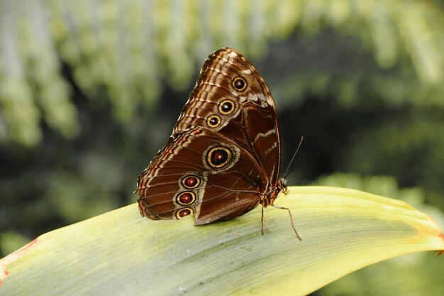 Photo close-up of butterfly on leaf