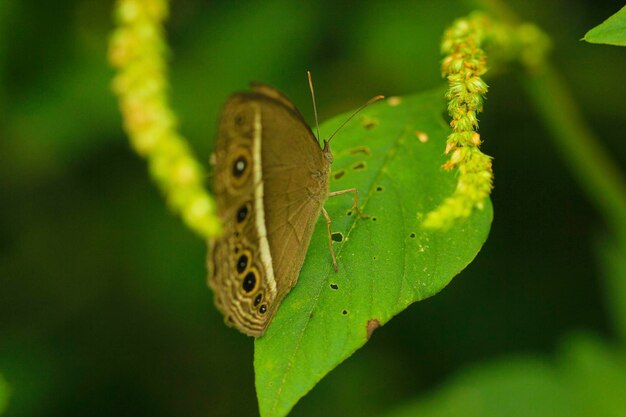 Close-up of butterfly on leaf