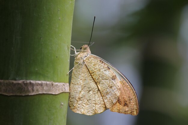 Foto prossimo piano di una farfalla sulla foglia