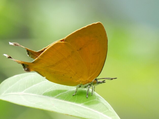 Close-up of butterfly on leaf