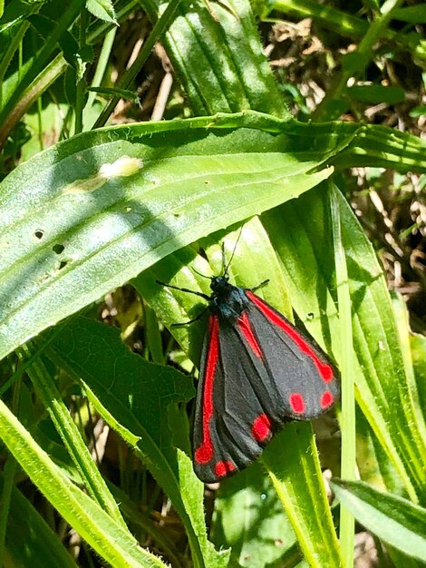 Close-up of butterfly on leaf