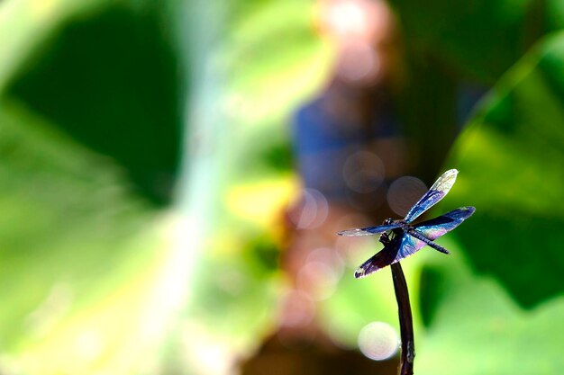 Close-up of butterfly on leaf