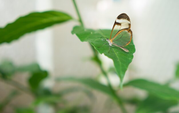 Photo close-up of butterfly on leaf