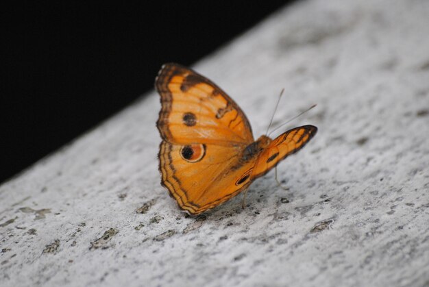 Foto prossimo piano di una farfalla sulla foglia