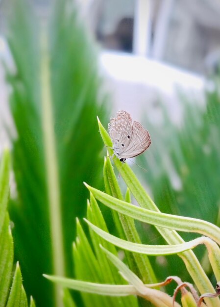 Photo close-up of butterfly on leaf