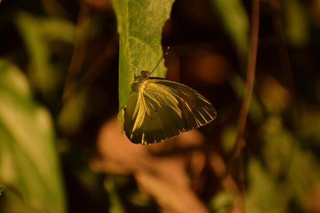 Close-up of butterfly on leaf