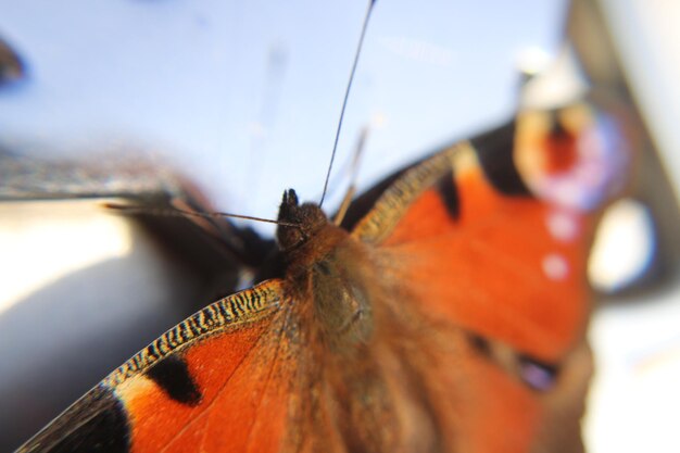 Photo close-up of butterfly on leaf