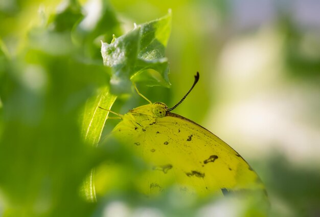 Photo close-up of butterfly on leaf