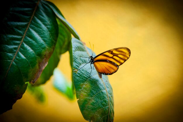 Photo close-up of butterfly on leaf