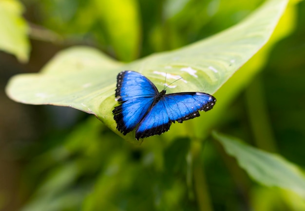 Close-up of butterfly on leaf