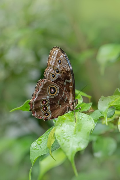 Close-up of butterfly on leaf