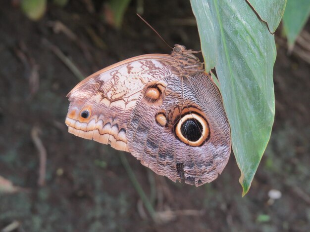 Close-up of butterfly on leaf