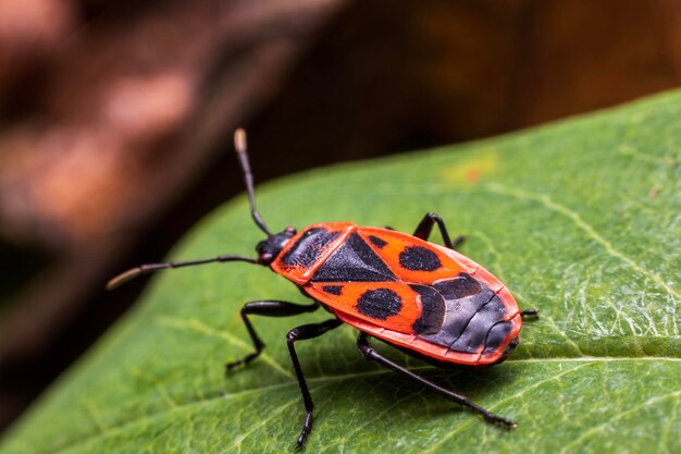 Close-up of butterfly on leaf