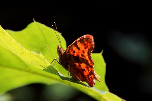 Close-up of butterfly on leaf