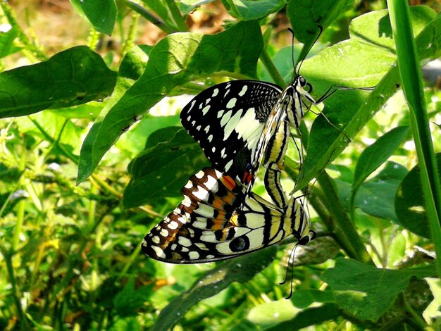 Close-up of butterfly on leaf