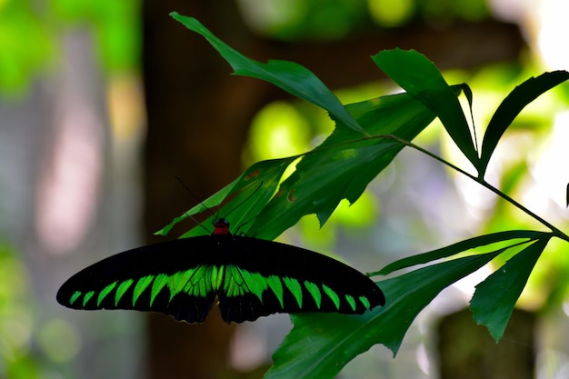 Photo close-up of butterfly on leaf