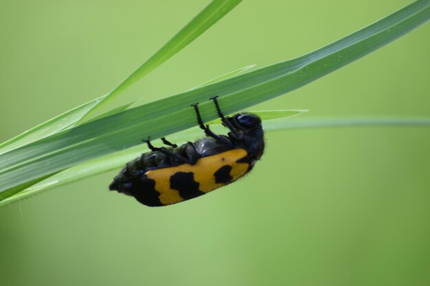 Close-up of butterfly on leaf