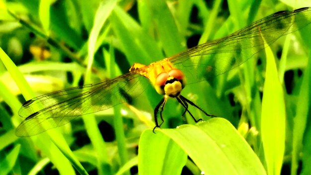 Close-up of butterfly on leaf