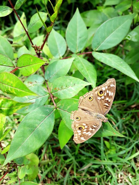 Close-up of butterfly on leaf