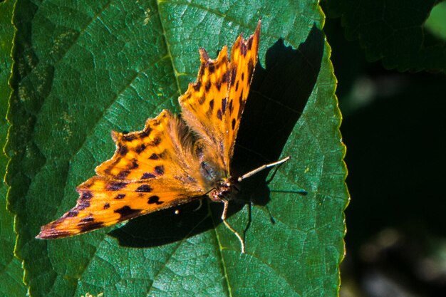 Foto prossimo piano di una farfalla sulla foglia