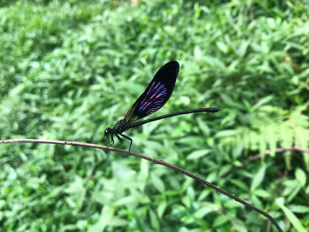 Photo close-up of butterfly on leaf