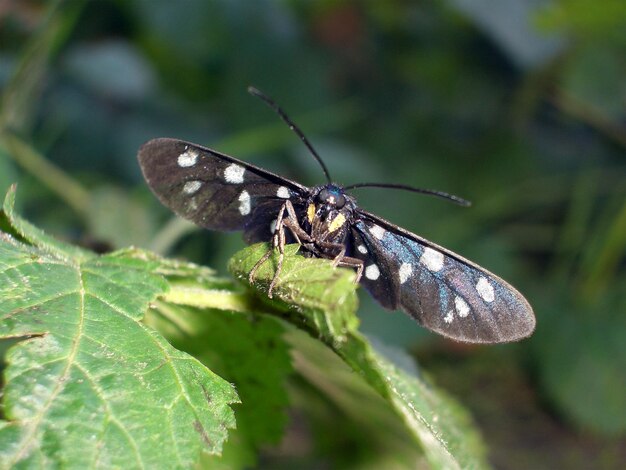 Close-up of butterfly on leaf