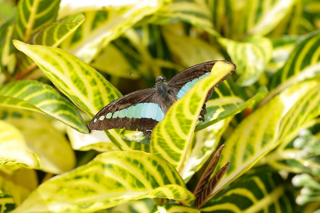 Photo close-up of butterfly on leaf