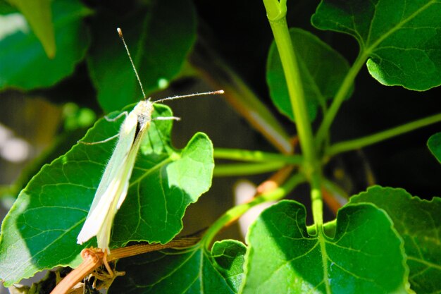 Foto prossimo piano di una farfalla sulla foglia