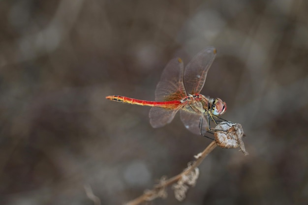 Foto prossimo piano di una farfalla sulla foglia