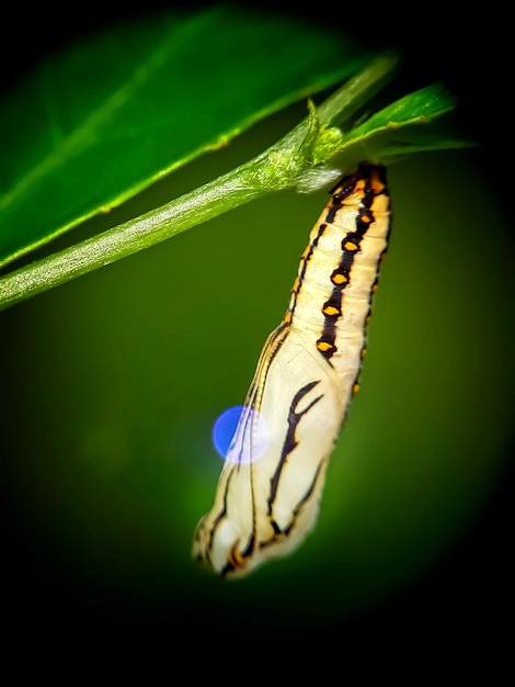 Close-up of butterfly on leaf