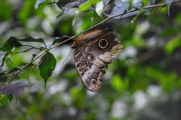 Close-up of butterfly on leaf