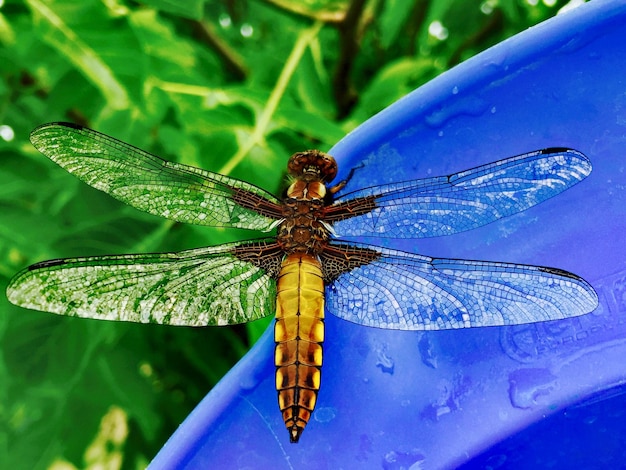 Photo close-up of butterfly on leaf