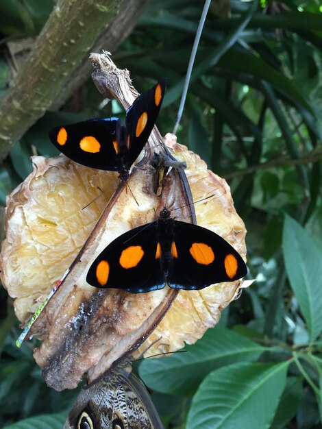 Foto prossimo piano di una farfalla sulla foglia