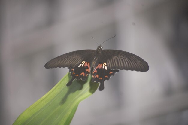 Photo close-up of butterfly on leaf