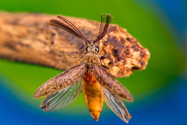 Foto prossimo piano di una farfalla sulla foglia