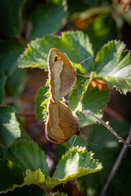 Foto prossimo piano di una farfalla sulla foglia