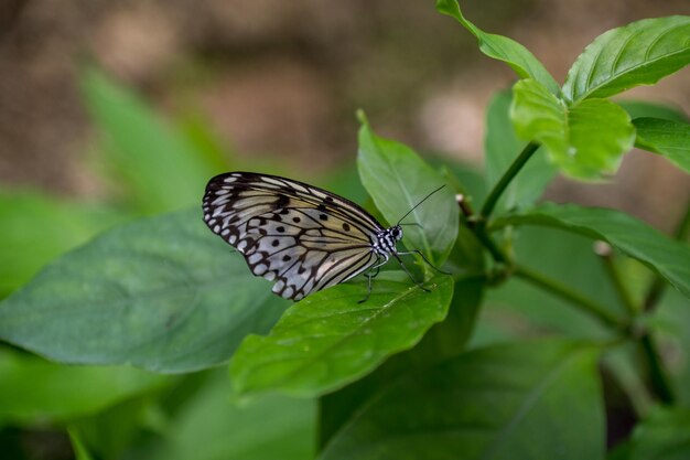 Close-up of butterfly on leaves