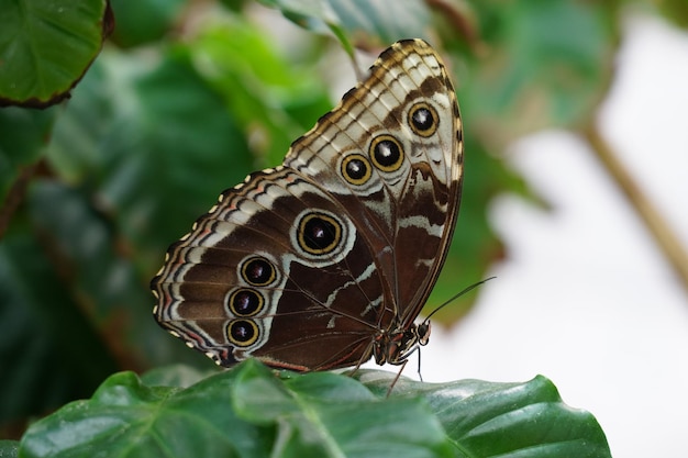 Photo close-up of butterfly on leaves