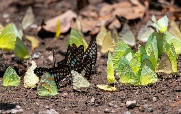 Photo close-up of butterfly on leaves