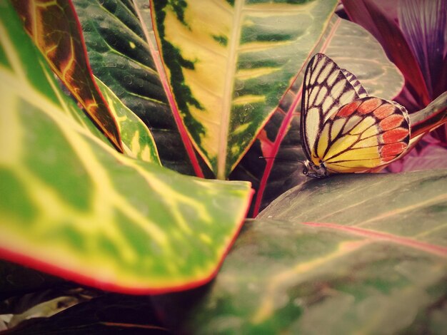 Close-up of butterfly on leaves